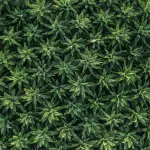 Cannabis light: le radici di un successo