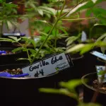 Semi di cannabis: guida alle tipologie