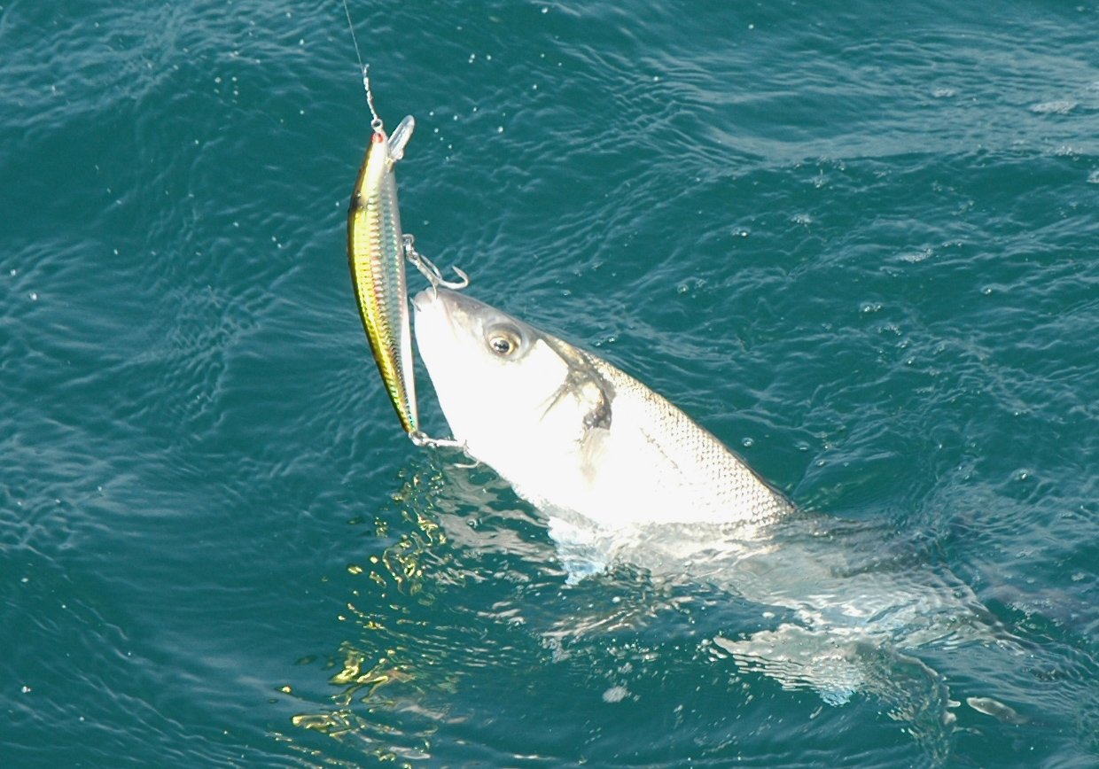 Pesca alla spigola: come pescare e le tecniche