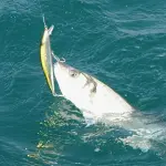 Pesca alla spigola: come pescare e le tecniche